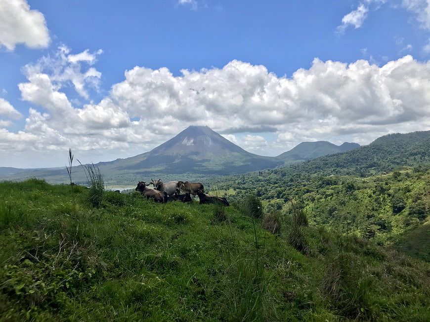Cows grazing on green hill with volcano in Costa Rica