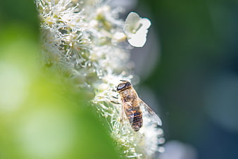 Close-up of a hoverfly pollinating white flowers