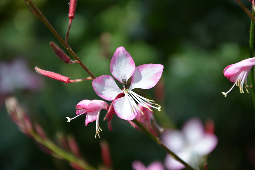 Close-up of Pink and White Wildflower with Insect