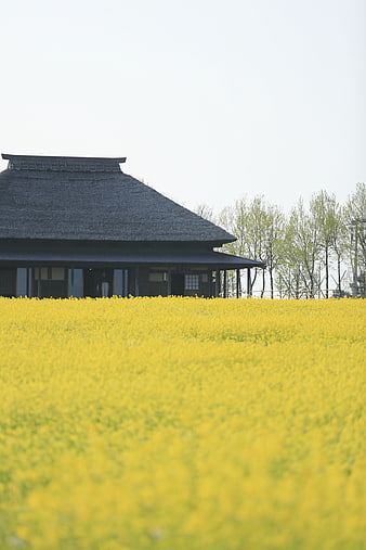 Traditional Japanese House in Yellow Canola Flower Field