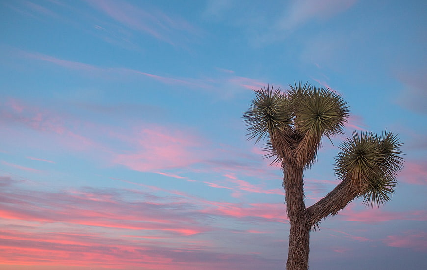 Joshua Tree Silhouette Against Pink and Blue Sunset Sky