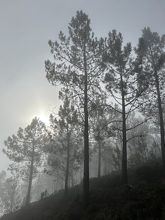 Misty Pine Forest Landscape with Sunlight Silhouettes