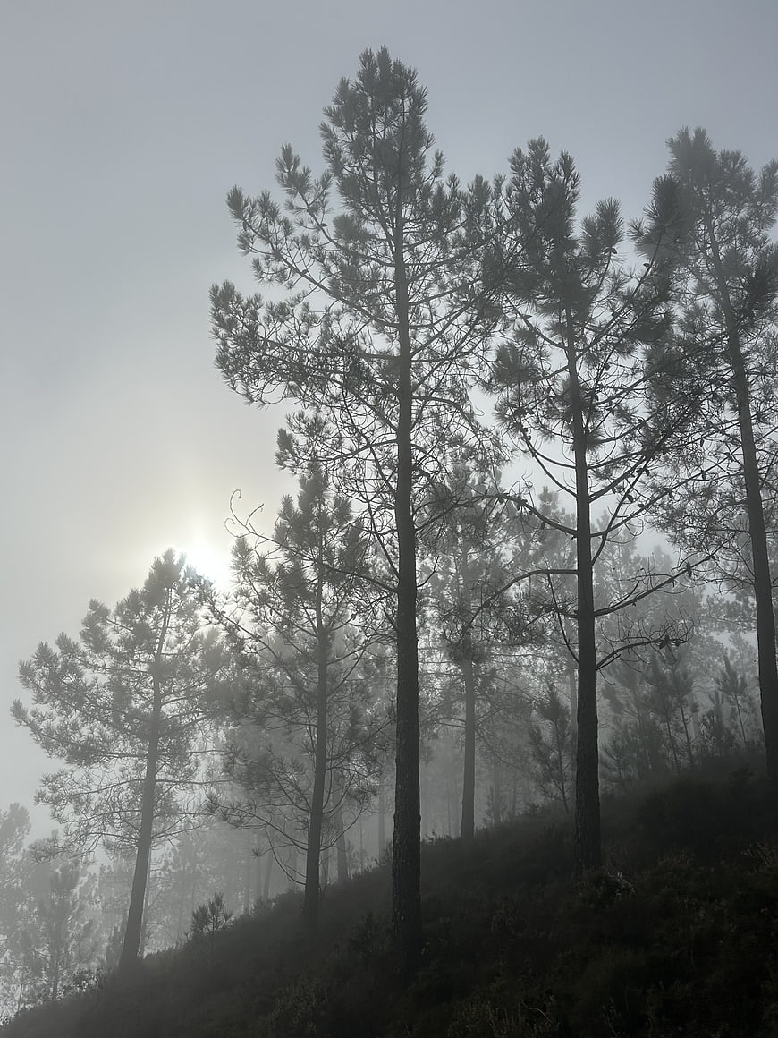 Misty Pine Forest Landscape with Sunlight Silhouettes