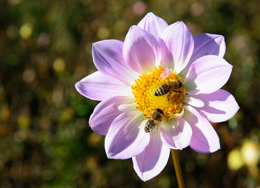 Close-up of bees pollinating a pink dahlia flower