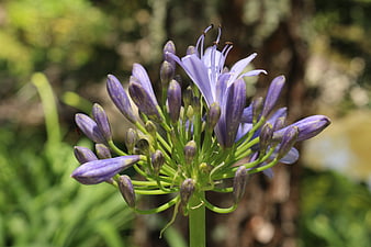 Close-up of purple agapanthus flower bud cluster