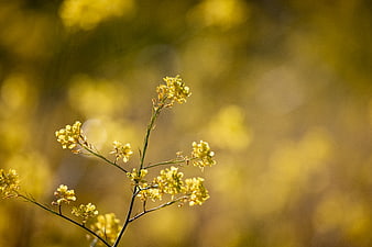 Yellow wildflowers with soft bokeh background