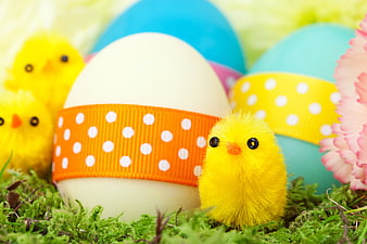 Colorful Easter Eggs And Yellow Chicks On Green Moss