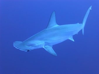 Great Hammerhead Shark Swimming In Deep Blue Ocean Water