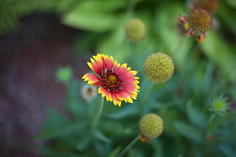 Close-up of Red and Yellow Gaillardia Flower in Garden