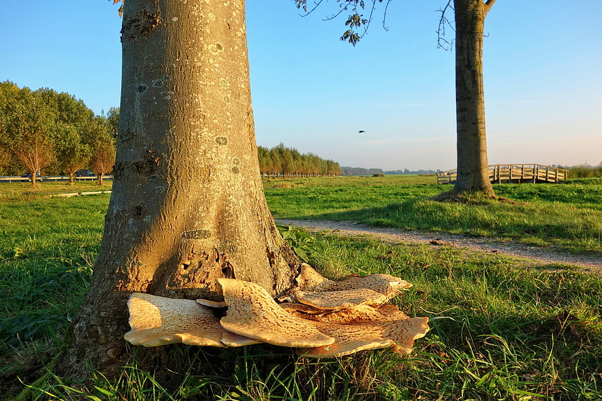 Large Polyporus Mushroom Growing at Base of Tree Trunk
