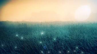 Misty Grass Field With Fireflies And Warm Sunset Sky