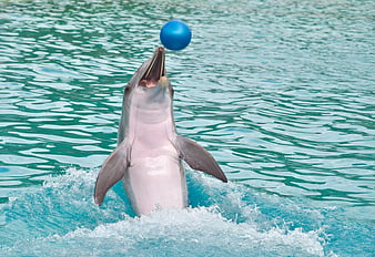 Dolphin Catching Blue Ball In Turquoise Water