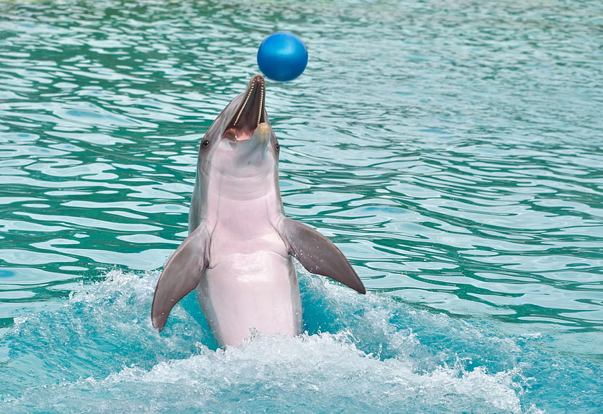 Dolphin Catching Blue Ball In Turquoise Water