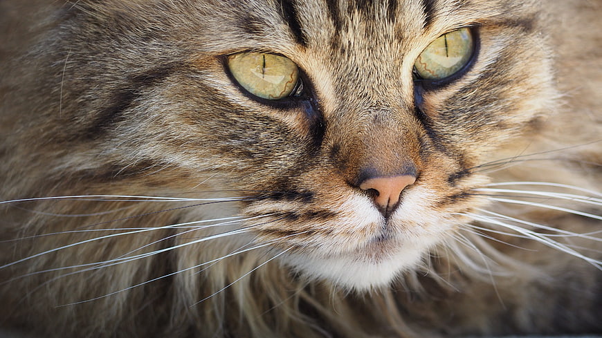 Close-up portrait of a fluffy tabby cat with green eyes