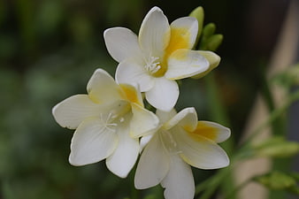 Close-up of white and yellow freesia flowers in bloom