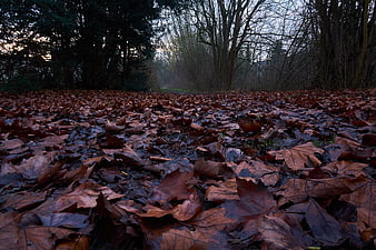 Low angle view of wet autumn leaves on forest floor