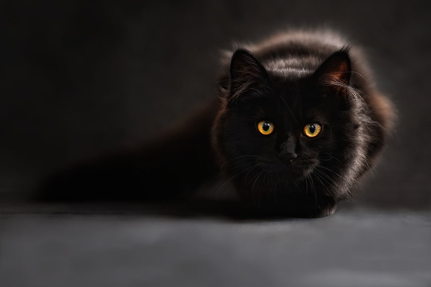 Portrait of a black cat with glowing yellow eyes