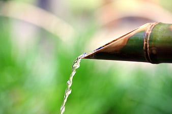 Water Flowing From Bamboo Spout In Japanese Garden