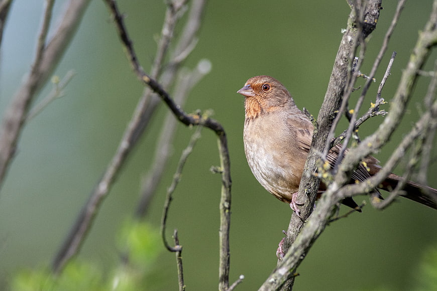 Close-up of a Rufous-collared Sparrow perched on a branch
