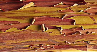 Close-up texture of peeling strawberry tree bark