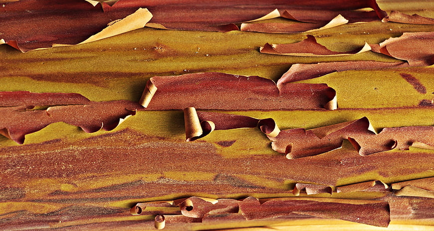 Close-up texture of peeling strawberry tree bark