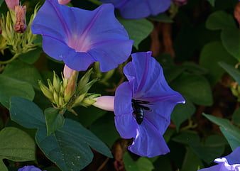 Close-up of purple morning glory flowers with a black carpenter bee