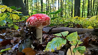 Red Fly Agaric Mushroom in Autumn Forest