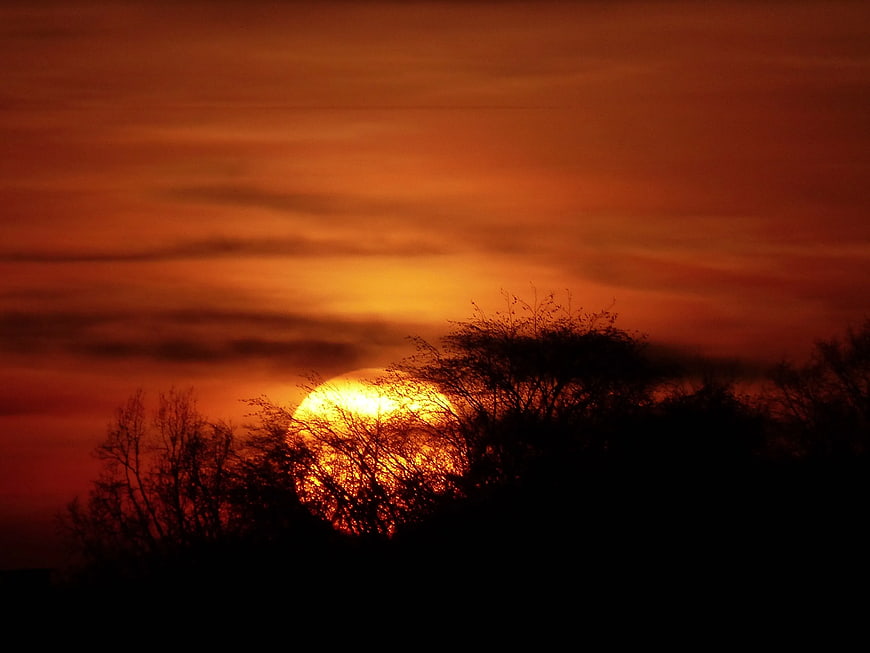 Vibrant orange sunset behind silhouetted trees