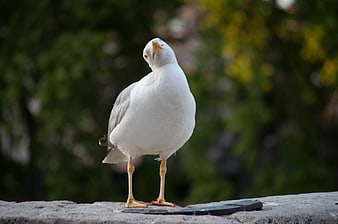 White seagull standing on stone wall with blurred green background