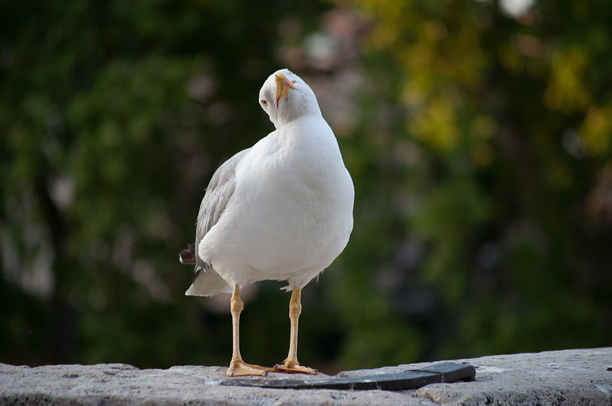 White seagull standing on stone wall with blurred green background