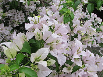 Close-up of delicate light pink bougainvillea flowers