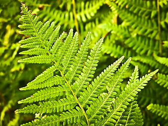 Close-up of vibrant green fern frond in sunlight