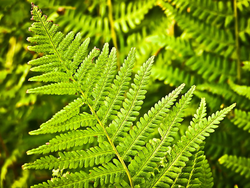 Close-up of vibrant green fern frond in sunlight
