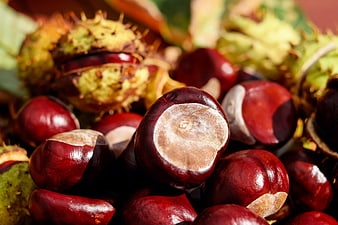 Close-up of shiny red chestnuts and spiky green burrs