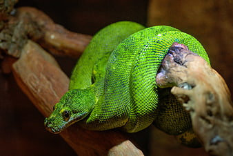 Emerald Tree Boa Coiled on Branch