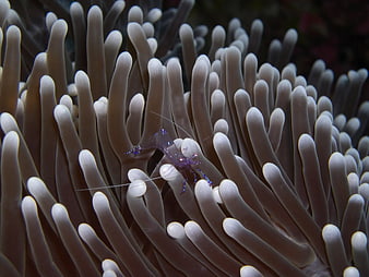 Tiny translucent shrimp on sea anemone tentacles underwater