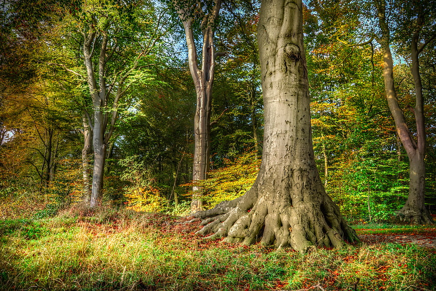 Majestic old tree with exposed roots in autumn forest