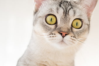 Close-up of a gray tabby cat with wide green eyes