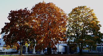 Autumn trees with orange leaves in front of logistics warehouse