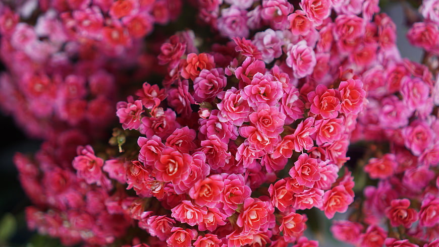 Close-up of vibrant pink Kalanchoe blossfeldiana flowers