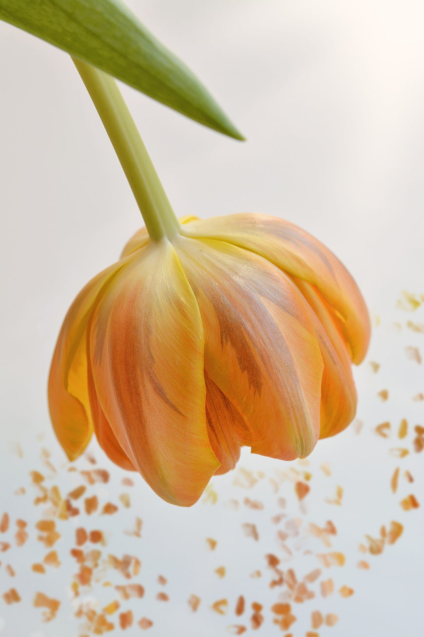 Close-up of a drooping orange and yellow tulip with petals