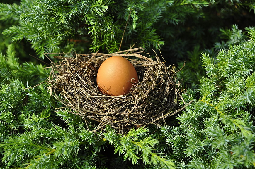 Brown egg in a twig nest on green pine branches