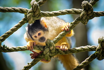 Cute Squirrel Monkey Climbing Rope Net