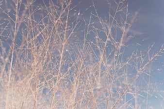 Frosty Brown Grass Stalks Against Blue Sky
