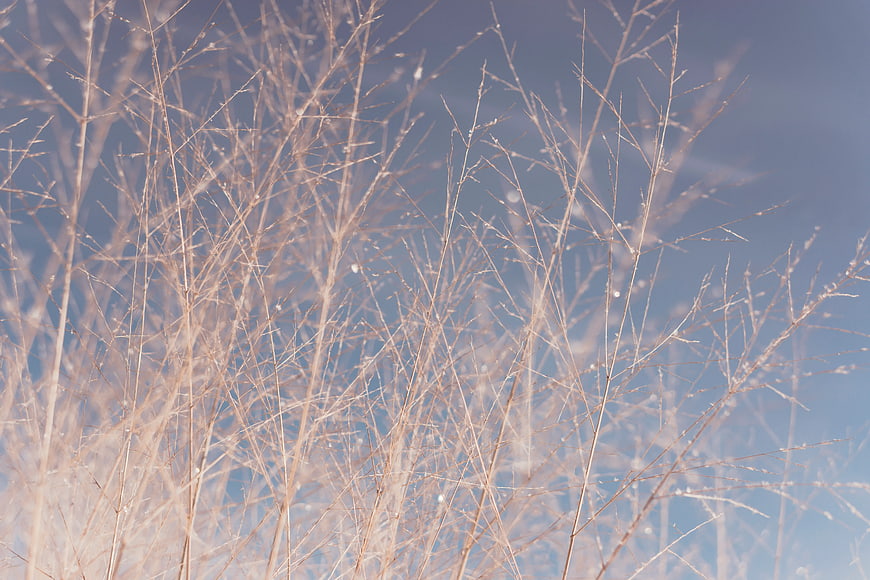 Frosty Brown Grass Stalks Against Blue Sky