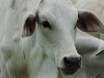 Close-up portrait of a white Charolais cow head