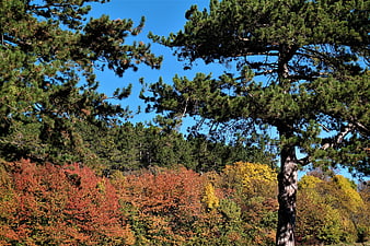 Vibrant Autumn Forest with Pine Trees and Blue Sky