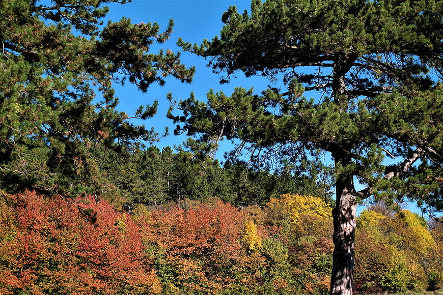 Vibrant Autumn Forest with Pine Trees and Blue Sky