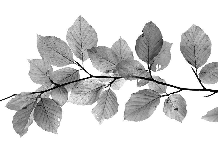 Black and white beech branch with leaves on white background