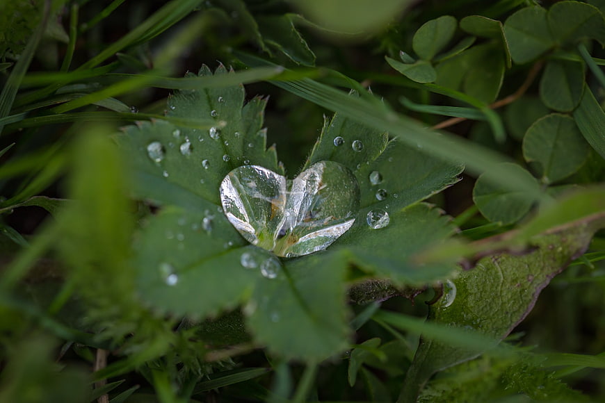 Close-up of green leaf with large water droplet